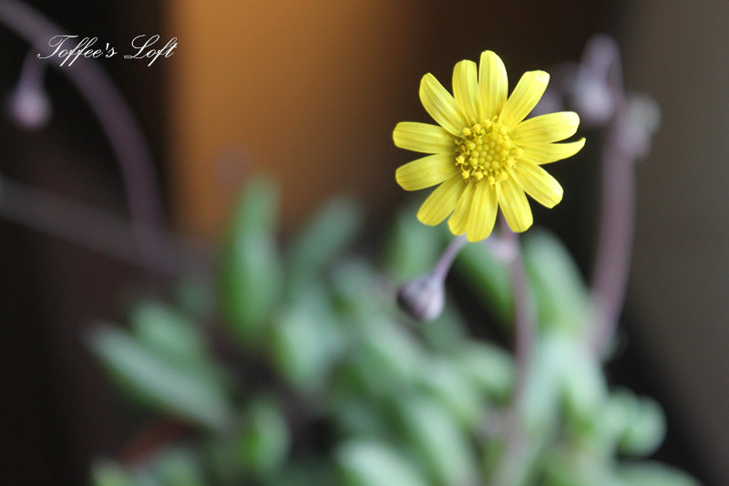 紫弦月怎么養？紫弦月和佛珠可以拼在一起嗎？【圖】