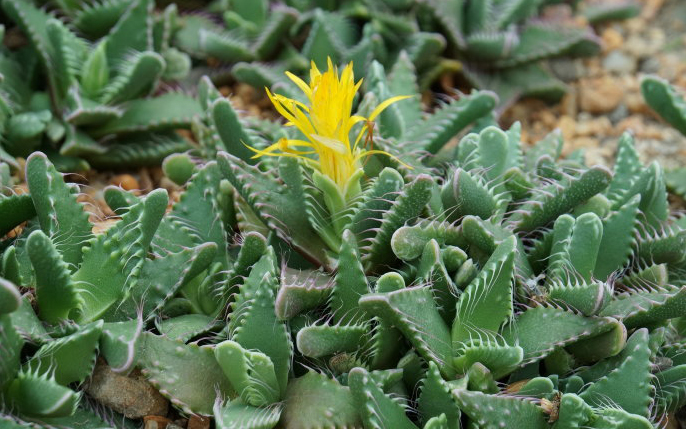 四海波怎么養？四海波和怒濤的區別？【圖】