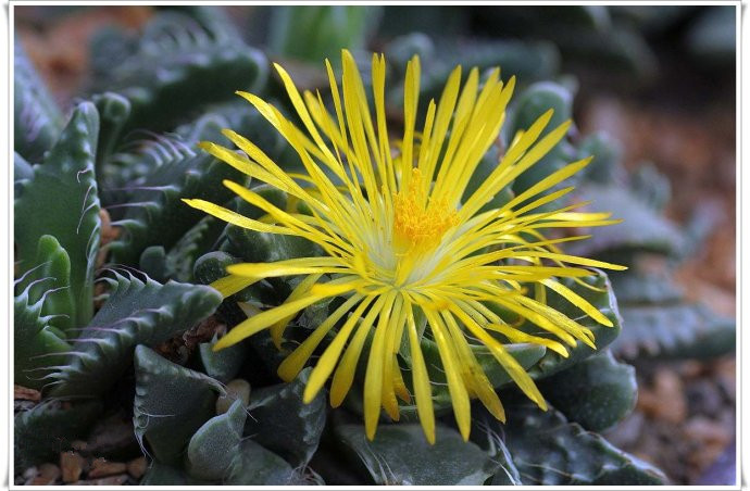 四海波怎么養？四海波和怒濤的區別？【圖】