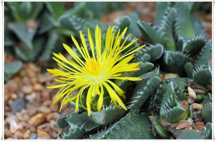 四海波怎么養？四海波和怒濤的區別？【圖】