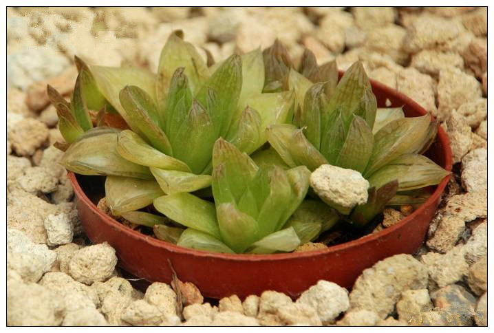 凝脂菊怎么養？凝脂菊的養殖方法和注意事項？【圖】