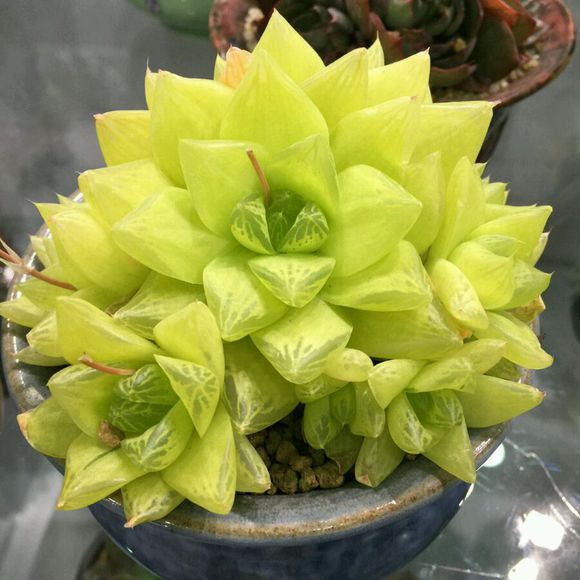 凝脂菊怎么養？凝脂菊的養殖方法和注意事項？【圖】