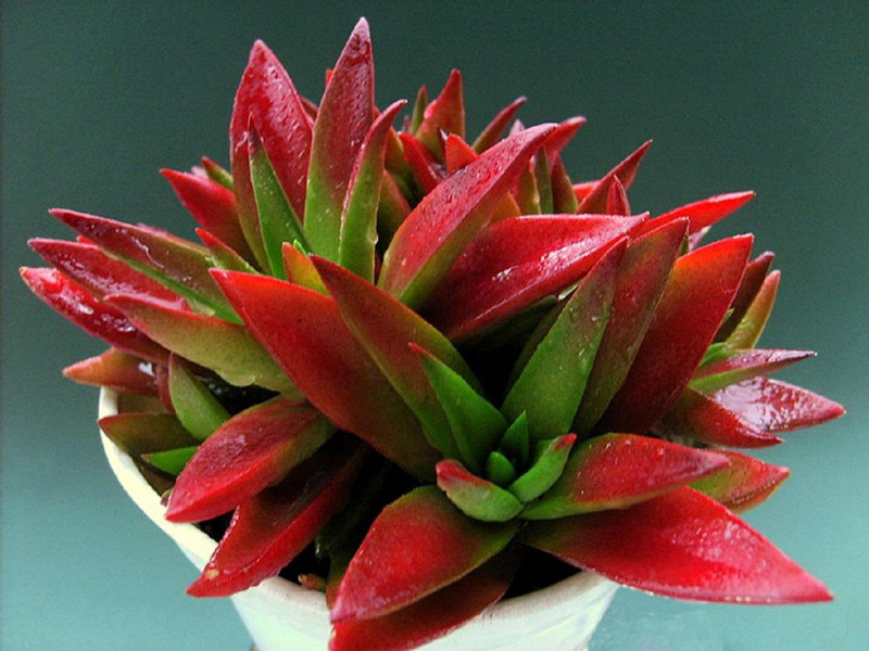 赤鬼城怎么養？赤鬼城和火祭的區別？【圖】