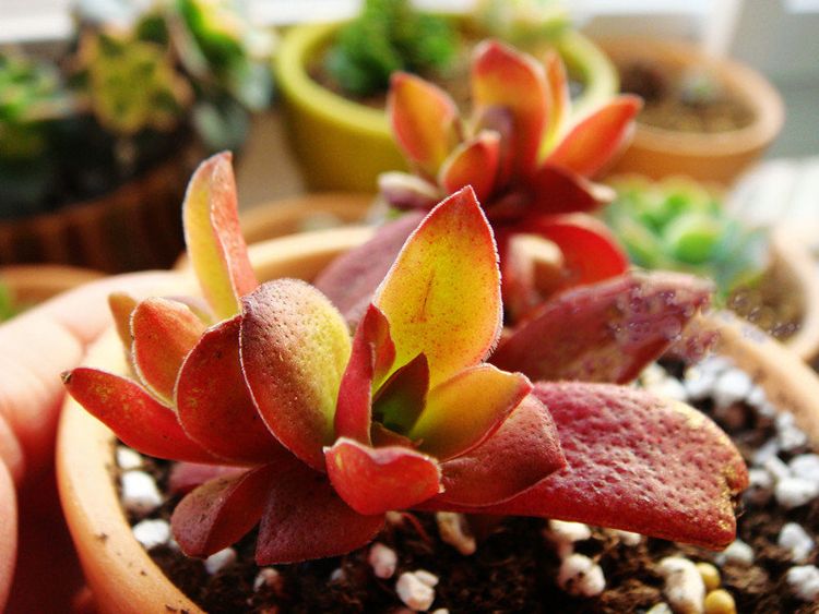 赤鬼城怎么養？赤鬼城和火祭的區別？【圖】