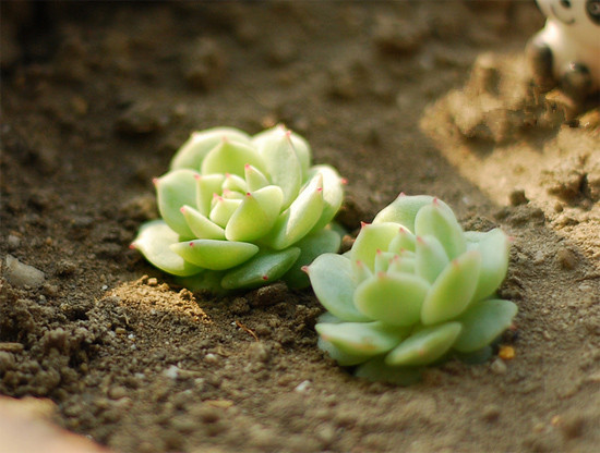 靜夜多肉怎么養(yǎng)？靜夜多肉怎樣養(yǎng)出老樁？【圖】