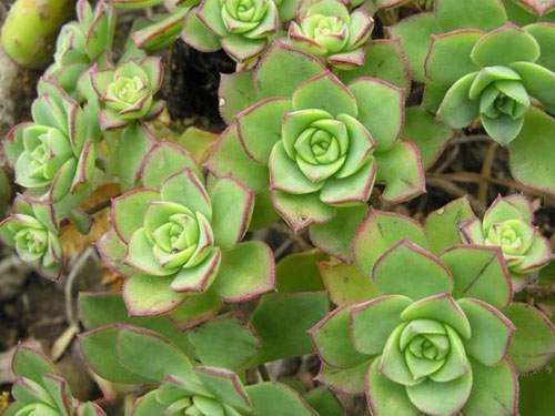 紅緣蓮花掌怎么養？多肉植物艷日輝和紅緣蓮花掌的區別 ？【圖】