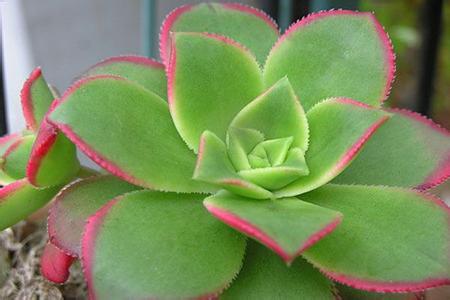 紅緣蓮花掌怎么養？多肉植物艷日輝和紅緣蓮花掌的區別 ？【圖】