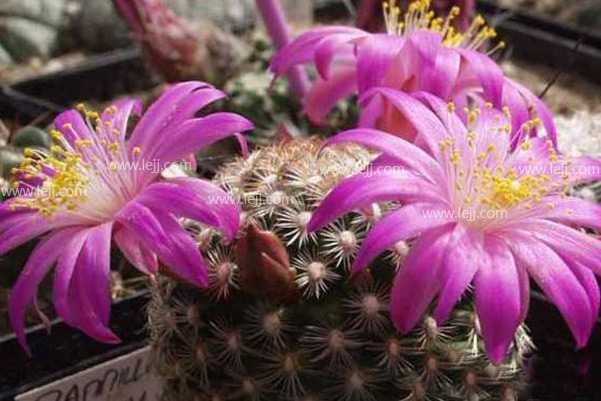 月宮殿怎么養？月宮殿介紹?月宮殿圖片？【圖】