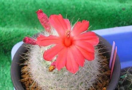 月宮殿怎么養？月宮殿介紹?月宮殿圖片？【圖】