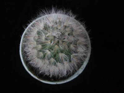 月宮殿怎么養？月宮殿介紹?月宮殿圖片？【圖】