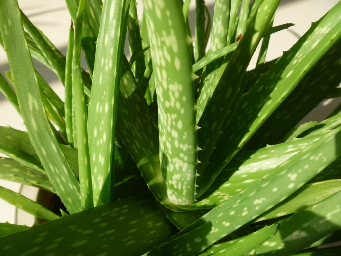 中國蘆薈的養殖方法？中華蘆薈與庫拉索蘆薈的區別？【圖】