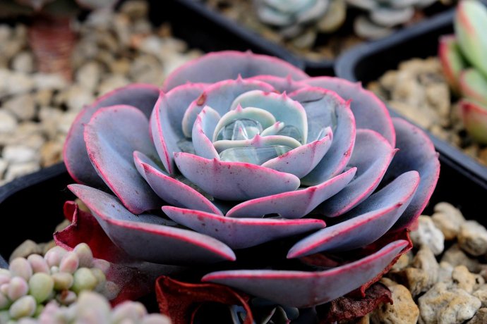 紅粉臺閣的養殖方法？紅粉臺閣和藍粉臺閣的區別？【圖】