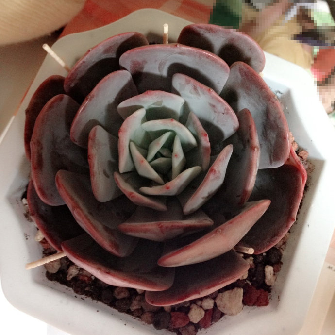 紅粉臺閣的養殖方法？紅粉臺閣和藍粉臺閣的區別？【圖】