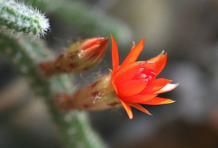 鼠尾掌的養殖方法？鼠尾掌什么條件下開花？【圖】