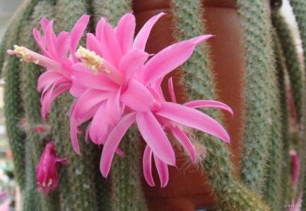 鼠尾掌的養殖方法？鼠尾掌什么條件下開花？【圖】