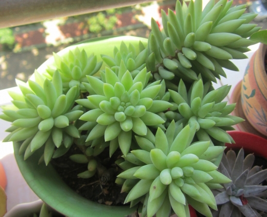 翡翠景天怎么養？翡翠景天的養殖方法？【圖】