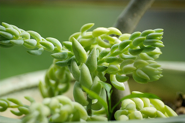 翡翠景天怎么養？翡翠景天的養殖方法？【圖】