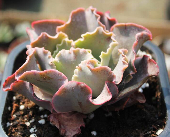 高砂之翁怎么養？高砂之翁怎么澆水？【圖】