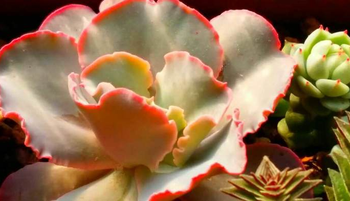 高砂之翁怎么養？高砂之翁怎么澆水？【圖】