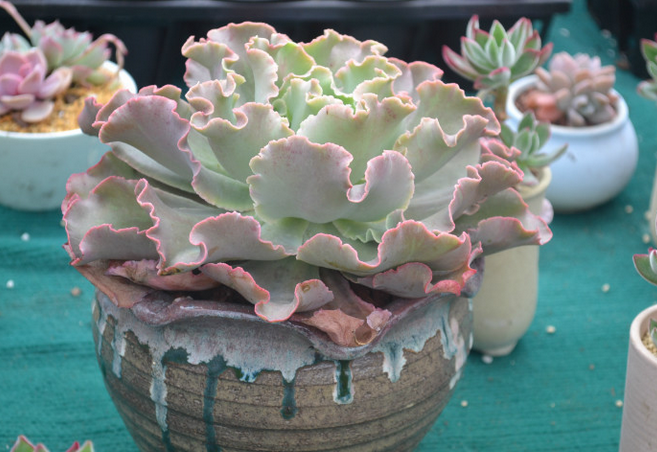 高砂之翁怎么養？高砂之翁怎么澆水？【圖】