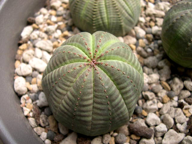 布紋球怎么養？布紋球怎么澆水？【圖】