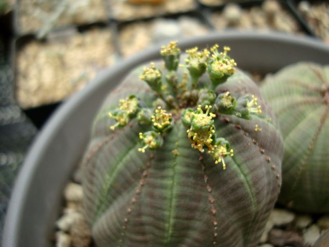 布紋球怎么養？布紋球怎么澆水？【圖】