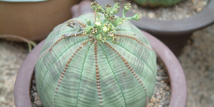 布紋球怎么養？布紋球怎么澆水？【圖】