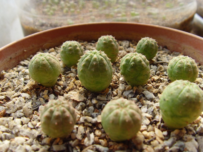 布紋球怎么養？布紋球怎么澆水？【圖】