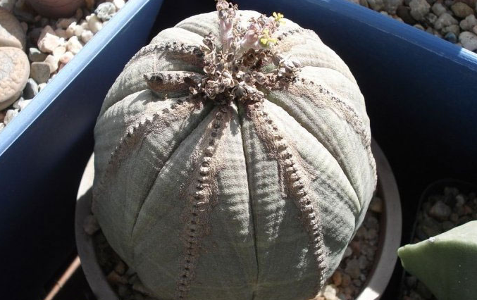 布紋球怎么養？布紋球怎么澆水？【圖】