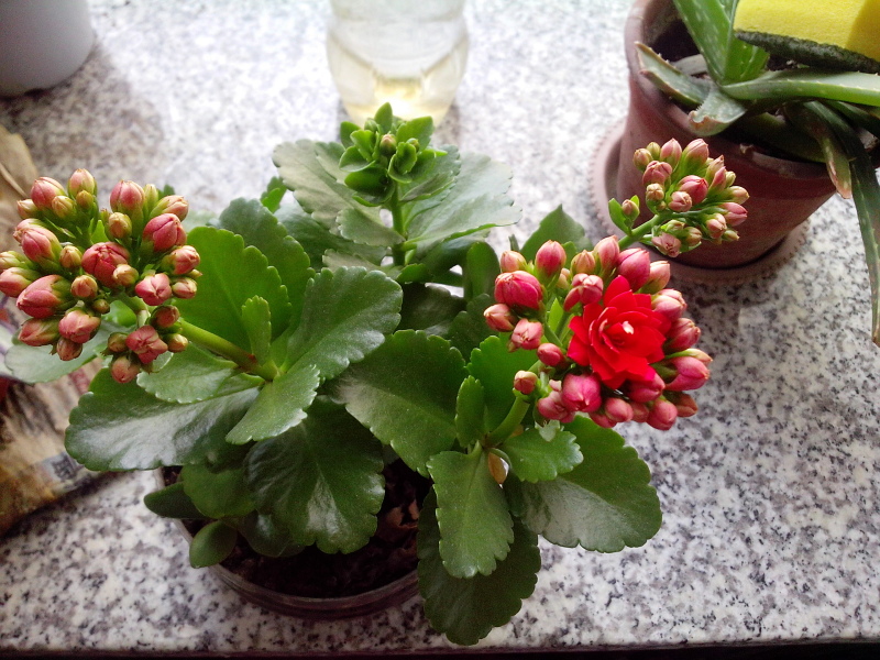 伽藍菜怎么養？伽藍菜功效與作用？【圖】