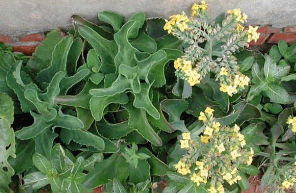 伽藍菜怎么養？伽藍菜功效與作用？【圖】