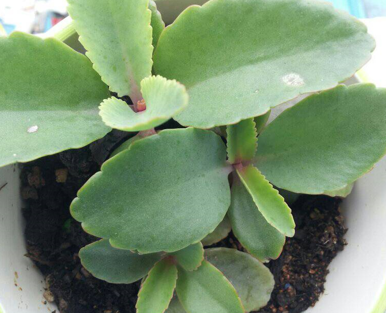 伽藍菜怎么養？伽藍菜功效與作用？【圖】