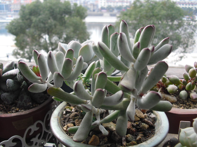 多肉植物福娘的養殖方法？福娘怎么養？福娘圖鑒？【圖】