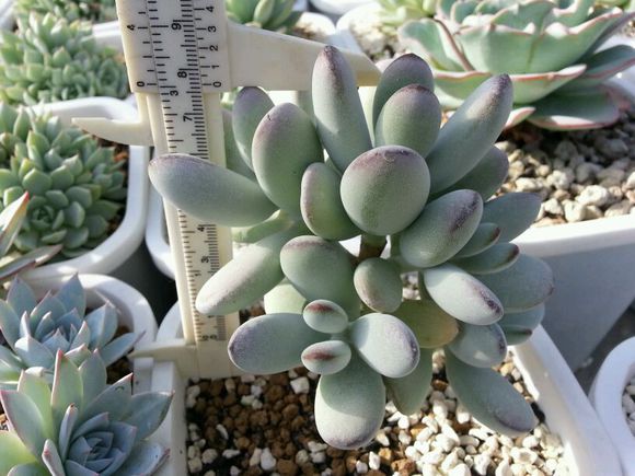 多肉植物福娘的養殖方法？福娘怎么養？福娘圖鑒？【圖】