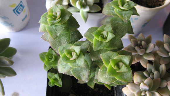 星王子的養(yǎng)殖方法？星王子和錢串的區(qū)別？【圖】