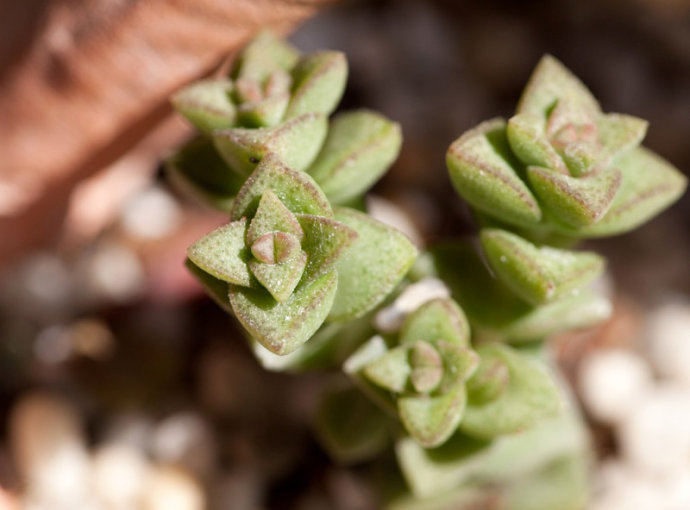 星王子的養(yǎng)殖方法？星王子和錢串的區(qū)別？【圖】