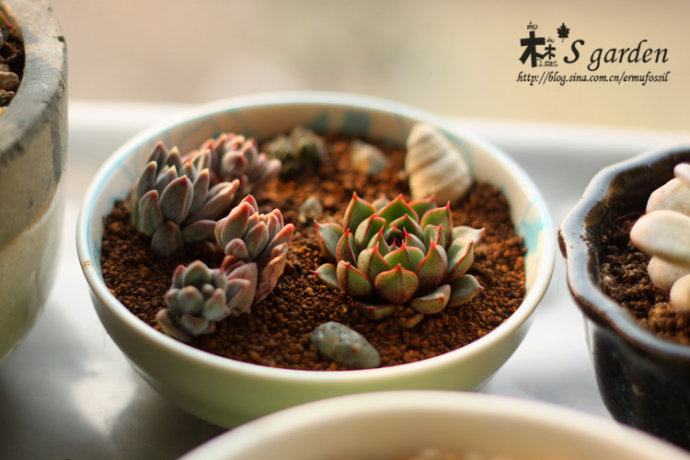 小和錦的養殖方法？小和錦和大和錦的區別？【圖】