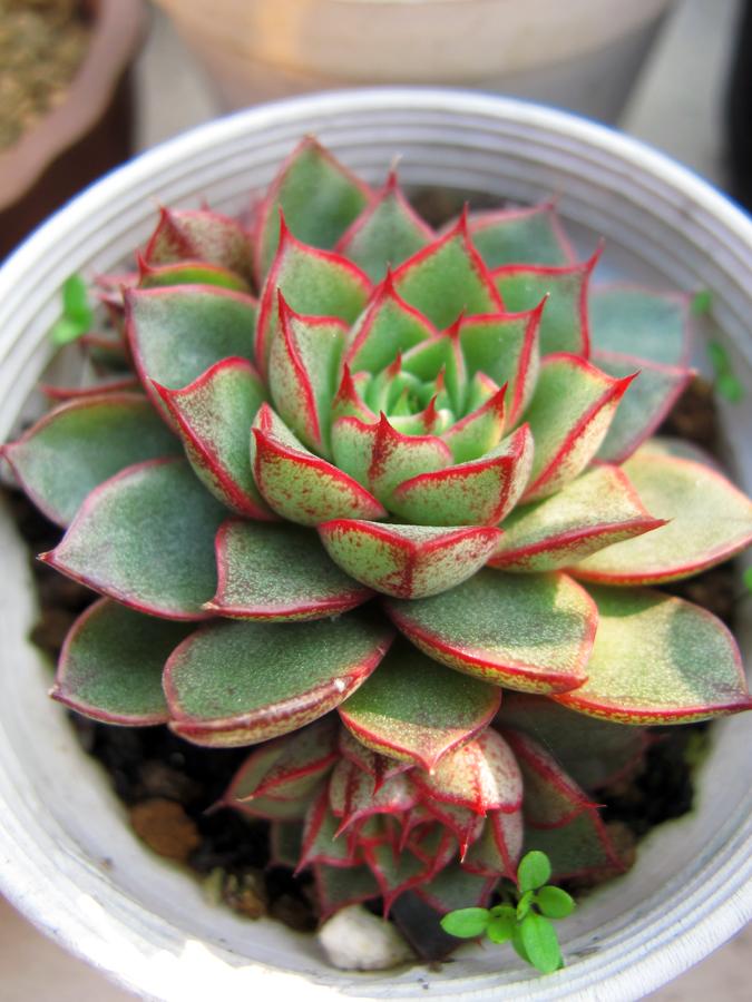 小和錦的養殖方法？小和錦和大和錦的區別？【圖】