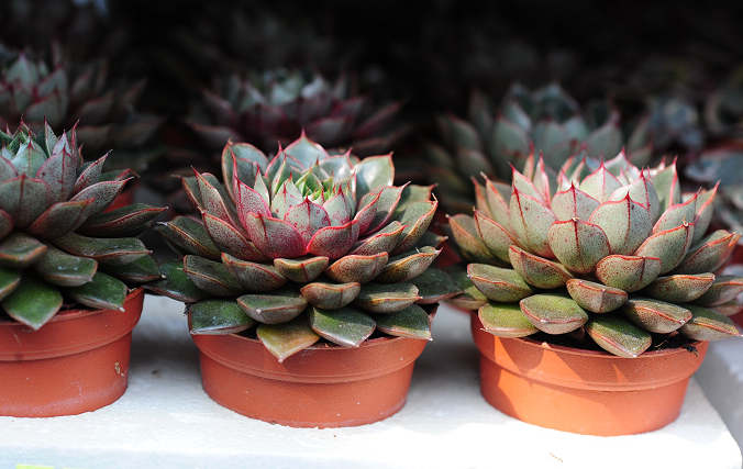 小和錦的養殖方法？小和錦和大和錦的區別？【圖】