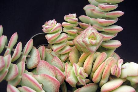 星乙女怎么養?星乙女的養殖方法和注意事項？【圖】