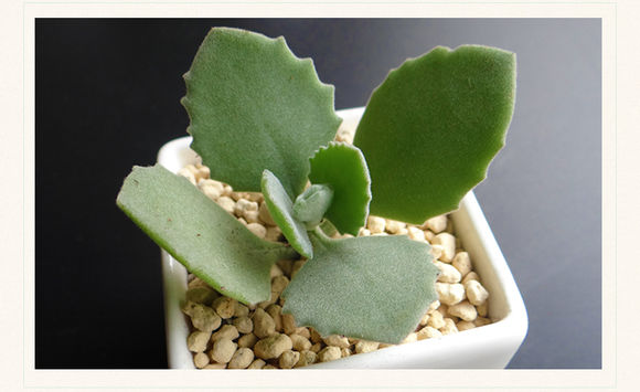 千兔耳怎么養?千兔耳葉插?千兔耳圖片？【圖】