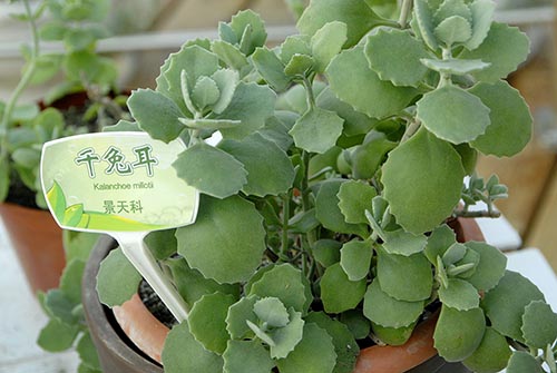 千兔耳怎么養?千兔耳葉插?千兔耳圖片？【圖】