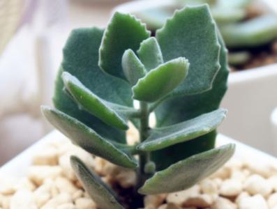 千兔耳怎么養?千兔耳葉插?千兔耳圖片？【圖】