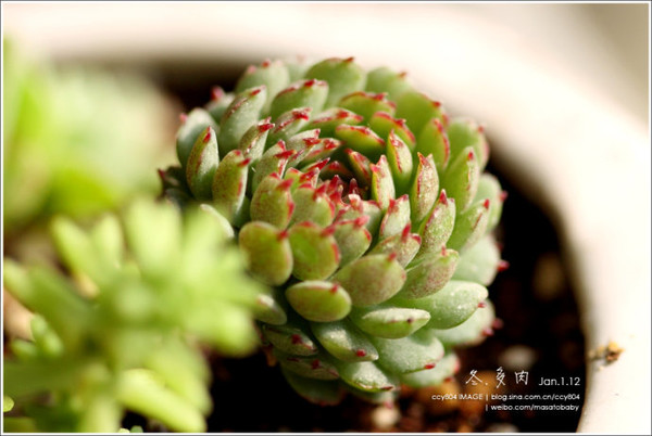 小紅衣多肉植物怎么養(yǎng)?小紅衣葉子化水怎么辦?【圖】