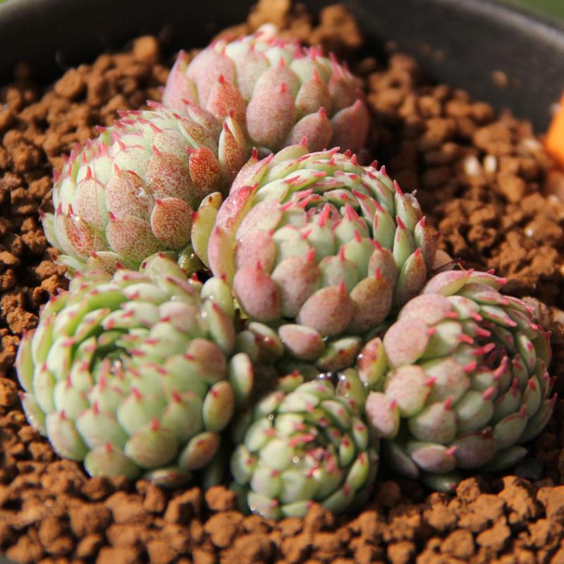 小紅衣多肉植物怎么養(yǎng)?小紅衣葉子化水怎么辦?【圖】