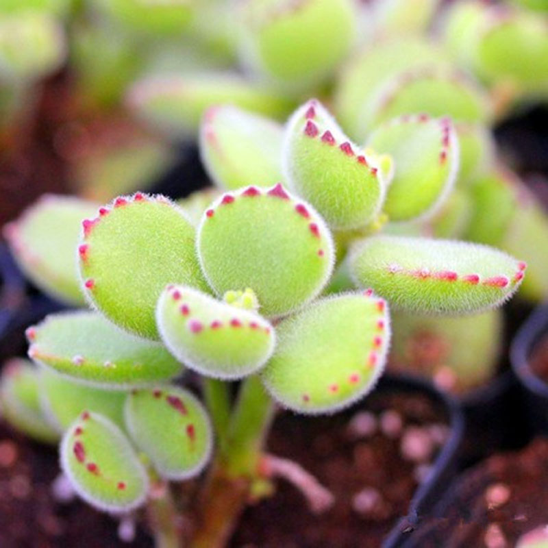 熊童子白錦的養(yǎng)殖方法?熊童子白錦的養(yǎng)護(hù)?【圖】