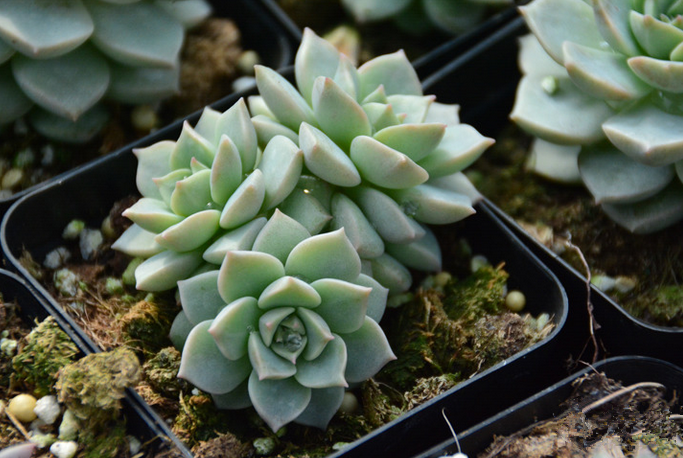 多肉白牡丹的養(yǎng)殖方法?多肉白牡丹怎么養(yǎng)爆盆?【圖】