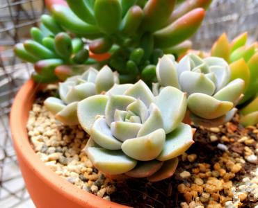 多肉白牡丹的養(yǎng)殖方法?多肉白牡丹怎么養(yǎng)爆盆?【圖】