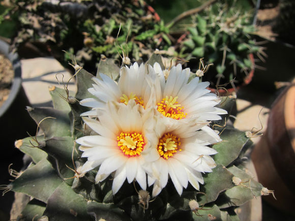 帝冠的養殖方法?帝冠怎么樣?【圖】