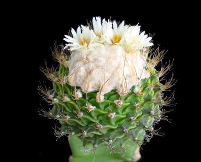 帝冠的養殖方法?帝冠怎么樣?【圖】